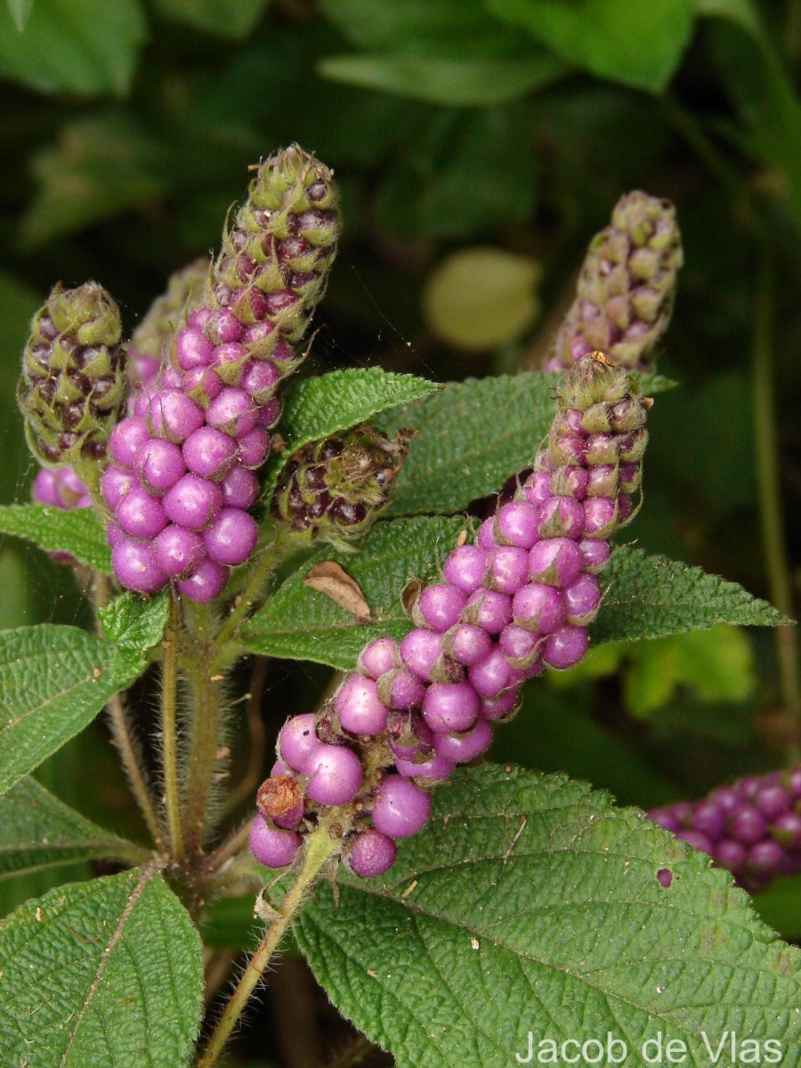 Lantana trifolia L.